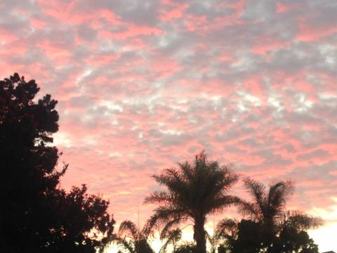 sunset in Encinitas, palm trees
