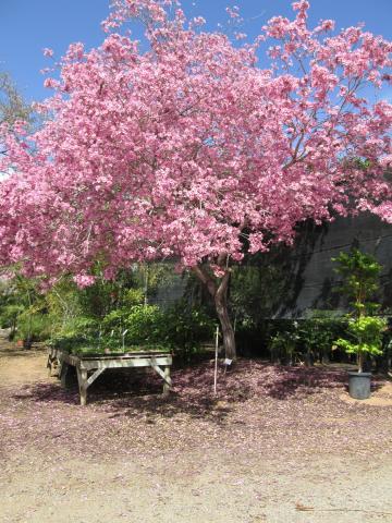 tabebuia tree, pink blossoms, spring tree in bloom
