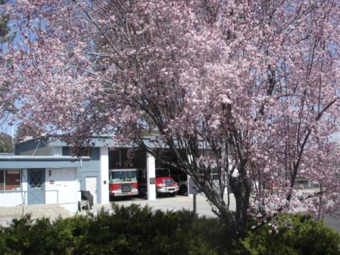 spring tree in bloom
