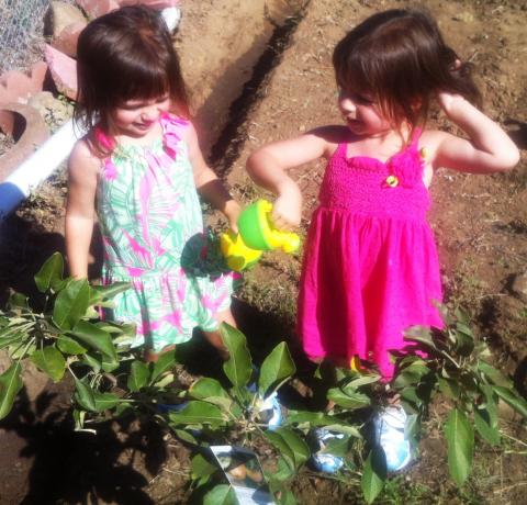 two little girls and their apple tree