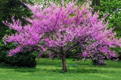 eastern redbud tree 'forest pansy'