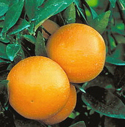 washington navel orange tree