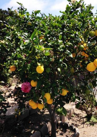 lemon tree full of 'Meyer' lemons