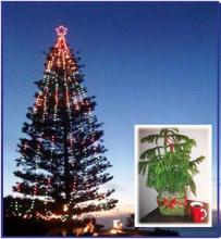 Eighty foot tall Star Pine, Norfolk Island Pine, Encinitas Heritage Tree