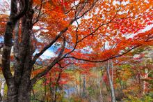 autumn colors, trees, lake