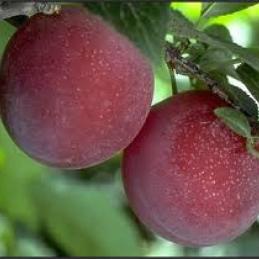 delicious red plum fruits