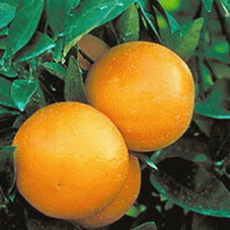 washington navel orange tree