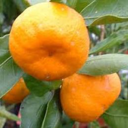 satsuma mandarin tangerines