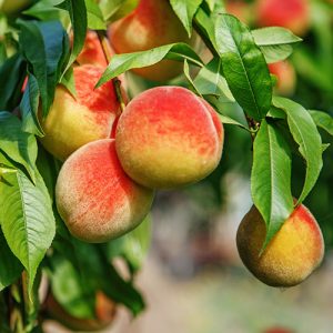 3 Trees Mini Fruit Orchard Garden Tree