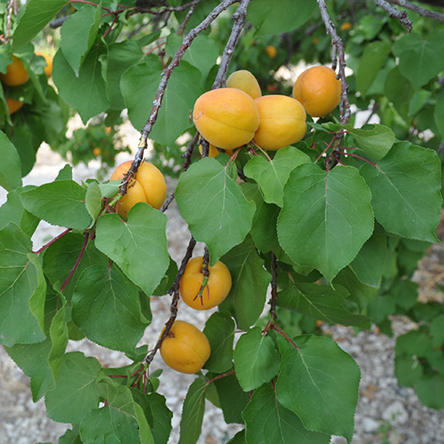 Aprium Flavor Delight Garden Tree