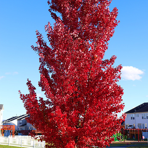 Autumn Fantasy Maple Garden Tree