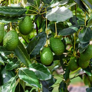 Little Cado Avocado Garden Tree