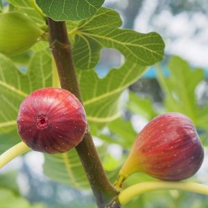 Brown Turkey Fig Patio Tree