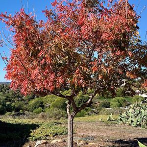 Chinese Pistache Garden Tree
