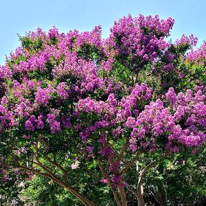 Crape Myrtle Garden Tree