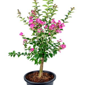 Crape Myrtle Patio Tree