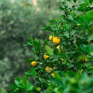Eureka Lemon Garden Tree