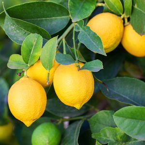 Eureka Lemon Patio Tree