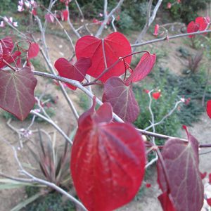Forest Pansy Redbud