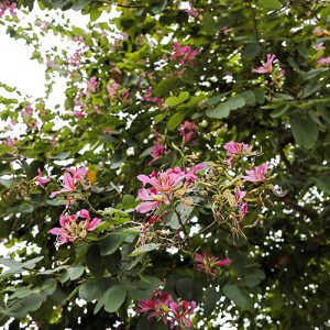 Hong Kong Orchid Bauhinia Garden Tree