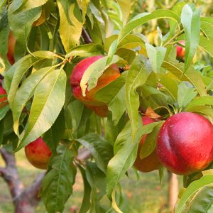 NectaZee’ Mini Nectarine Patio Tree