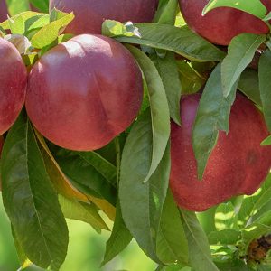 Nectarine Garden Delight Garden Tree