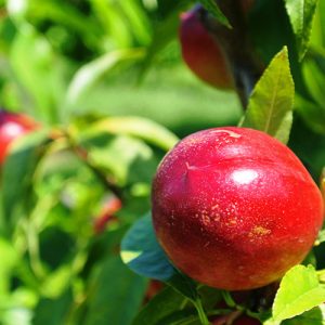 Panamint Nectarine Garden Tree