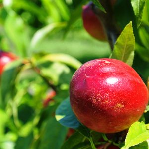 Panamint Nectarine Garden Tree