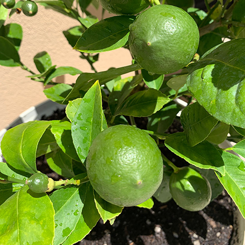 Persian Lime Patio Tree