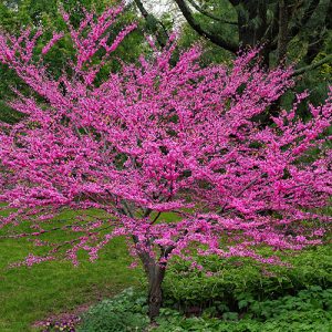 Redbud Forest Pansy Garden Tree