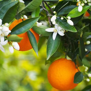 Washington Navel Orange Garden Tree