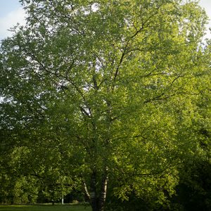 White Birch Garden Tree