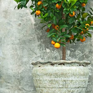 Giftee's Choice patio tree