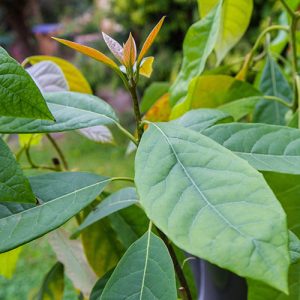 Avocado ‘Little ‘Cado’ Patio Tree