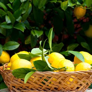 ‘Meyer’ Lemon Patio Tree