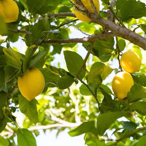 Meyer Lemon Garden Tree