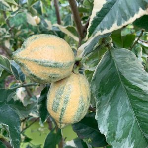 pink lemonade lemons