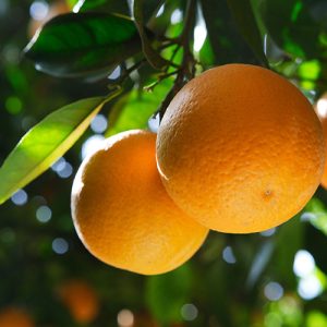 Valencia Orange Patio tree