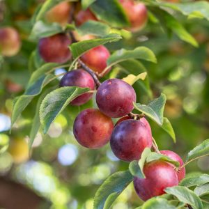 Beauty Plum Garden Tree