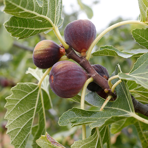 Brown Turkey Fig Garden Tree