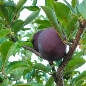 Burgundy Plum Garden Tree