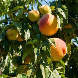 Eva's Pride Peach Garden Tree
