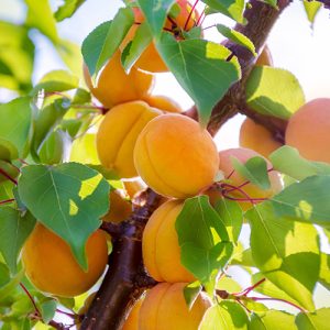 Katy Apricot Garden Tree