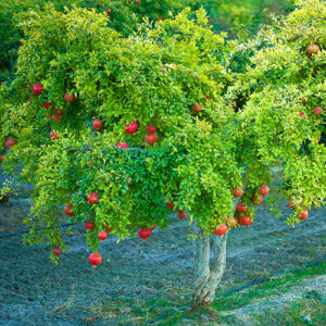 Pomegranate Garden Tree