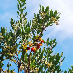 Arbutus Marina Strawberry Garden Tree