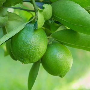Bearss Lime Dwarf Patio Tree