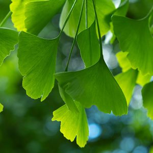 Ginkgo Biloba Patio Tree