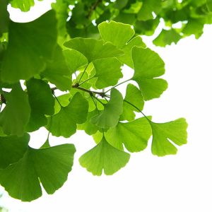 Ginkgo Biloba Garden Tree