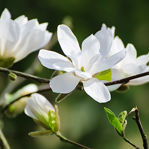 Magnolia ‘Kay Parris’ Patio Tree