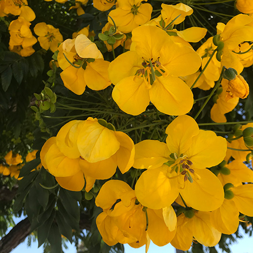 cassia yellow blossoms